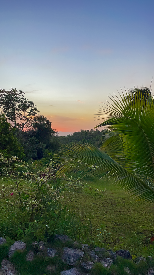 Titi's Backyard (2022)
